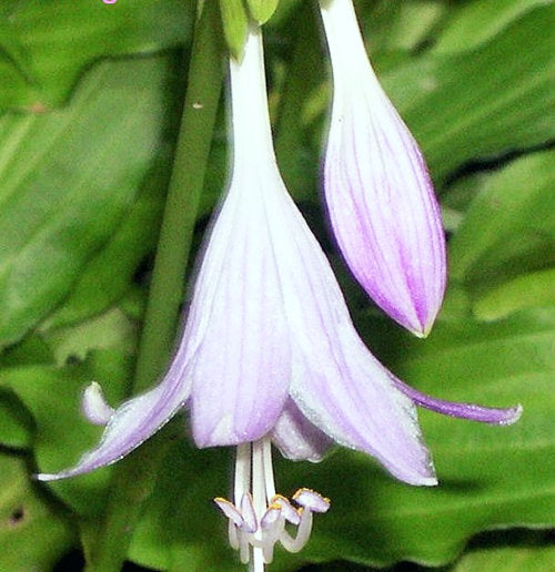Friends Hosta Plants online shopping
