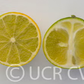 Cunningham Citrange Trifoliate Hybrid Budwood citrus plant material online shopping