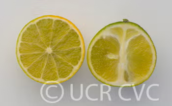 Cunningham Citrange Trifoliate Hybrid Budwood citrus plant material online shopping