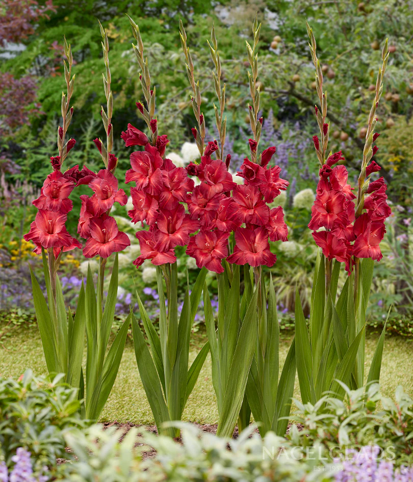 Chocolate Gladiolus Corms