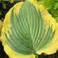 Trendsetter Hosta Plants online shopping
