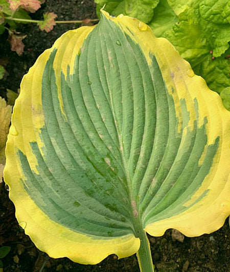Trendsetter Hosta Plants online shopping