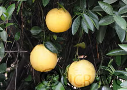 Genetic Dwarf Marsh Grapefruit Budwood