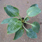 Silver Mist Hosta Plants online shopping