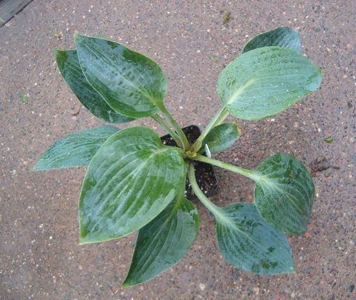 Silver Mist Hosta Plants online shopping