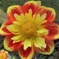 Pooh Dahlia