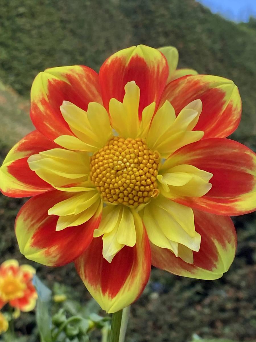 Pooh Dahlia