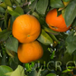 Bouquetier de Nice Sour Orange Budwood citrus plant material online shopping