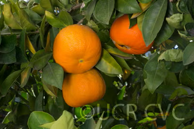 Bouquetier de Nice Sour Orange Budwood citrus plant material online shopping