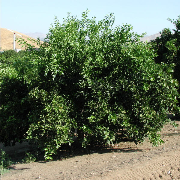Olinda (McEwen) Nucellar Valencia Orange Budwood citrus plant material online shopping