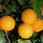 Cutter Nucellar Valencia Orange Budwood citrus plant material online shopping