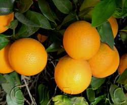 Cutter Nucellar Valencia Orange Budwood citrus plant material online shopping