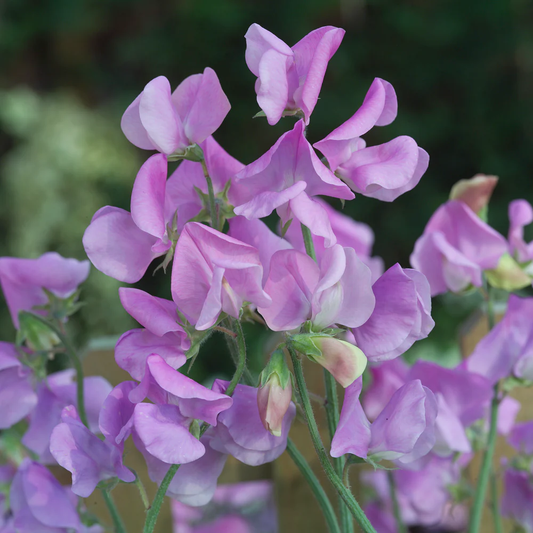 Winter Sunshine Lavender Sweet Pea
