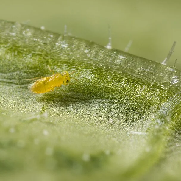 Aphytis Parasitic Wasp