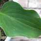 Tot Tot Hosta Plants online shopping