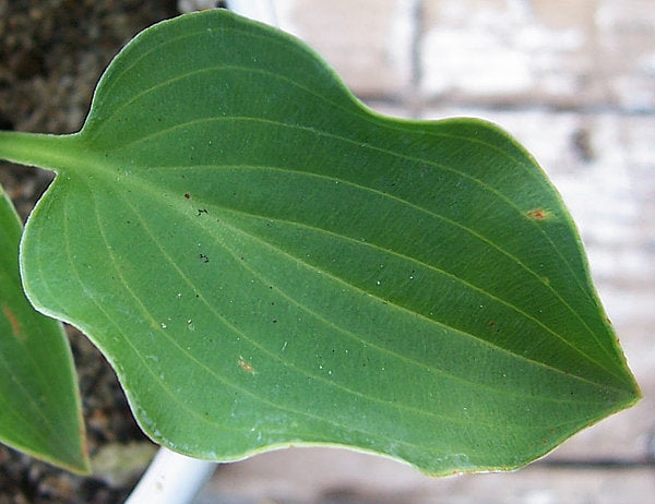 Tot Tot Hosta Plants online shopping