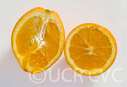 Navelina Navel Orange Budwood citrus plant material online shopping