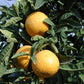 Kinkoji Unshiu Mandarin Hybrid Budwood citrus plant material online shopping