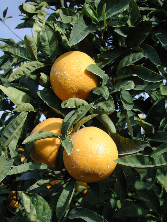 Kinkoji Unshiu Mandarin Hybrid Budwood citrus plant material online shopping