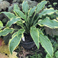 Quicksand Hosta Plants online shopping