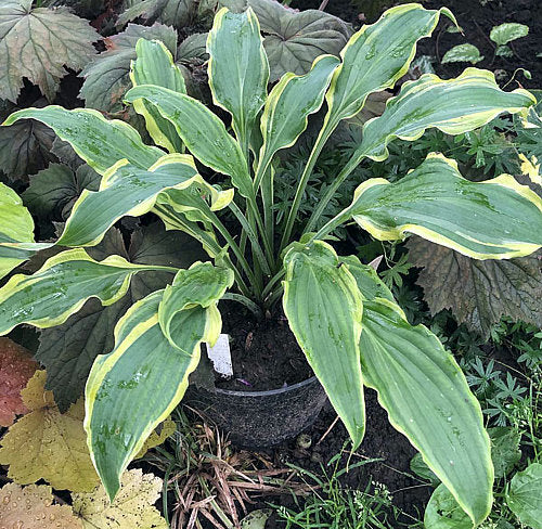 Quicksand Hosta Plants online shopping