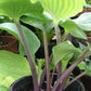 Grand Rapids Hosta Plants online shopping