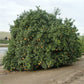 Fisher Navel Orange Budwood citrus plant material online shopping
