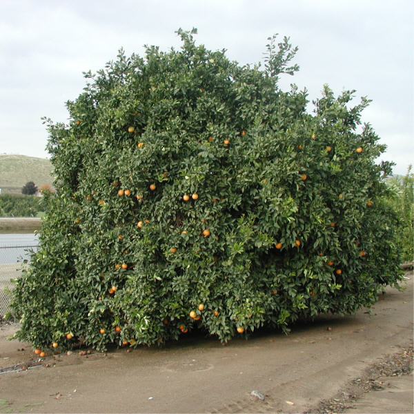 Fisher Navel Orange Budwood citrus plant material online shopping
