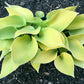 Lemontini Hosta Plants online shopping