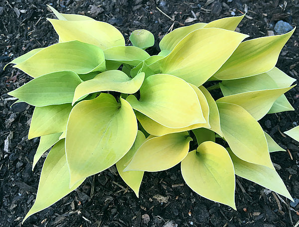 Lemontini Hosta Plants online shopping