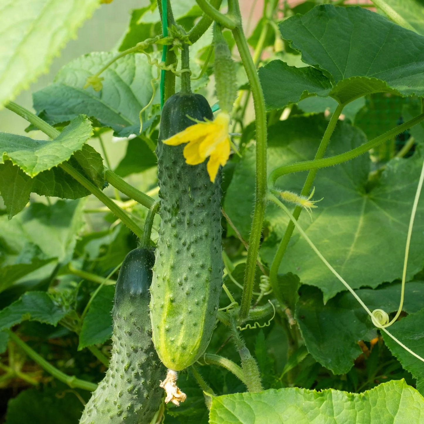 Patio Snacker F1 Cucumber