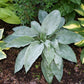 Tidewater Hosta Plants online shopping
