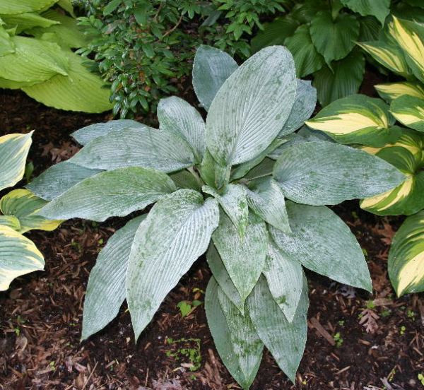 Tidewater Hosta Plants online shopping