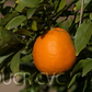 Parson's Special Mandarin Budwood citrus plant material online shopping