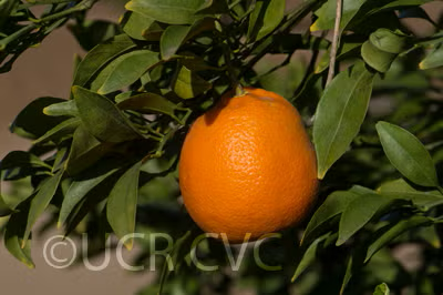Parson's Special Mandarin Budwood citrus plant material online shopping