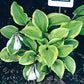 Ice Cream Hosta Plants online shopping