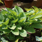 Gold Regal Hosta Plants online shopping