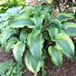Monkey Business Hosta Plants online shopping