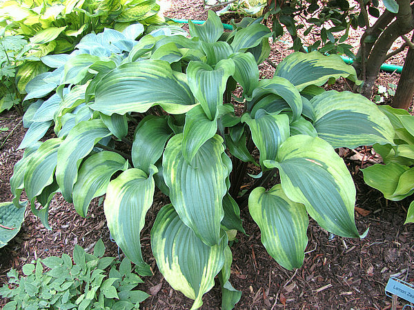 Monkey Business Hosta Plants online shopping