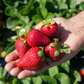 Florida Festival™ Short Day Strawberry