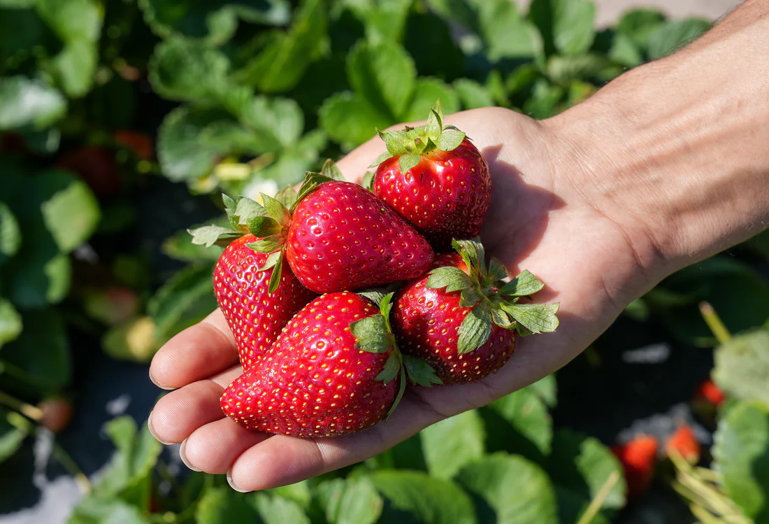 Florida Festival™ Short Day Strawberry