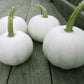 Blanco F1 Pumpkin
