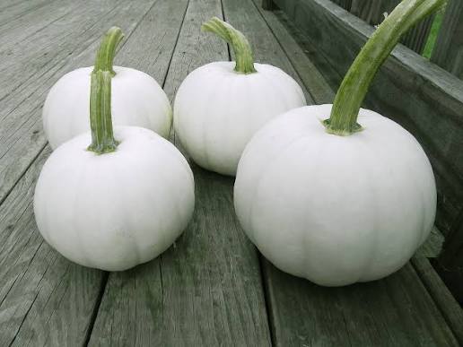 Blanco F1 Pumpkin