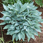 October Sky Hosta Plants online shopping