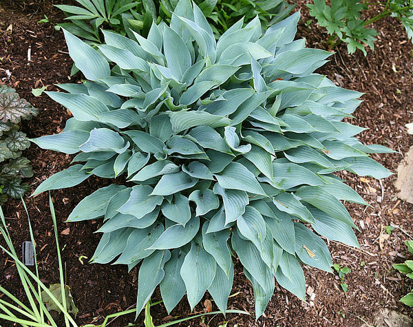 October Sky Hosta Plants online shopping