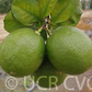 New Zealand Lemonade Hybrid Lemon Budwood citrus plant material online shopping