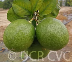 New Zealand Lemonade Hybrid Lemon Budwood citrus plant material online shopping