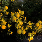 Trifoliate #22 Budwood citrus plant material online shopping