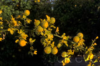 Trifoliate #22 Budwood citrus plant material online shopping