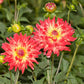 Wildcat Dahlia